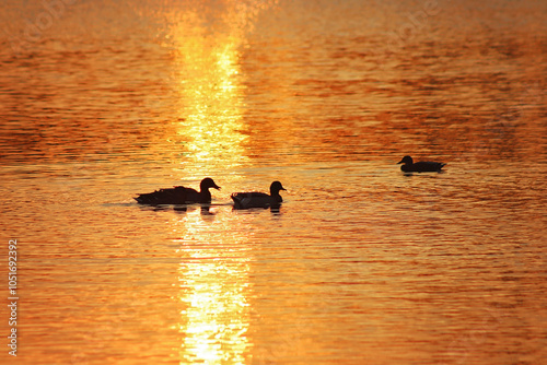 ducks at sunset