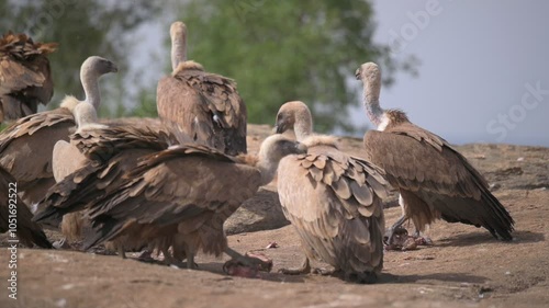 Eurasian griffon vulture (Gyps fulvus) feeding on a dead animal