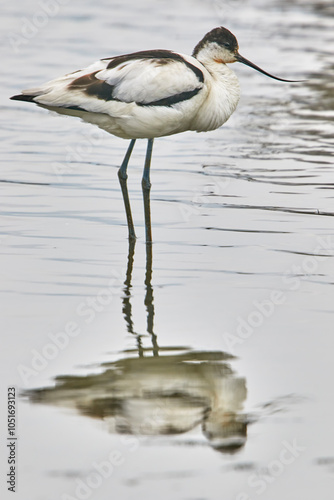 An avocet (Recurvirostra avosetta), at Brownsea Island, a nature reserve in Poole Harbour, Dorset, England, United Kingdom, Europe photo