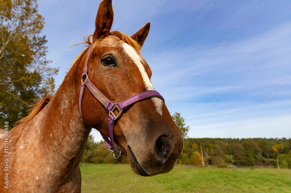 A close-up of a horse's head, a bit funny.
