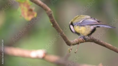Bird eating. Great tit (Parus major)