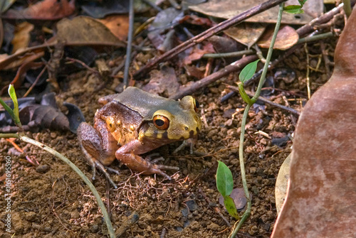 Frog in the forest, French Guiana, Overseas department and region of France, French Guiana, South America photo