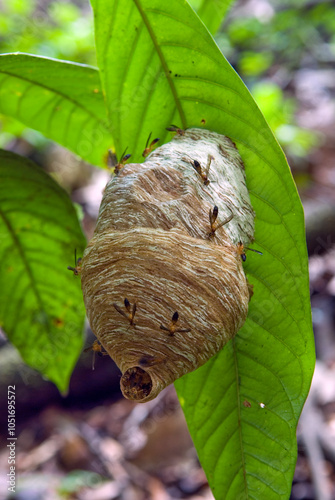 Swarm of wasps (Angiopolybia pallens) and nest in the forest, French Guiana, Overseas department and region of France, French Guiana, South America photo