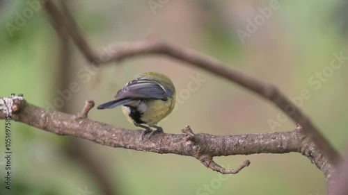 Bird eating. Great tit (Parus major)