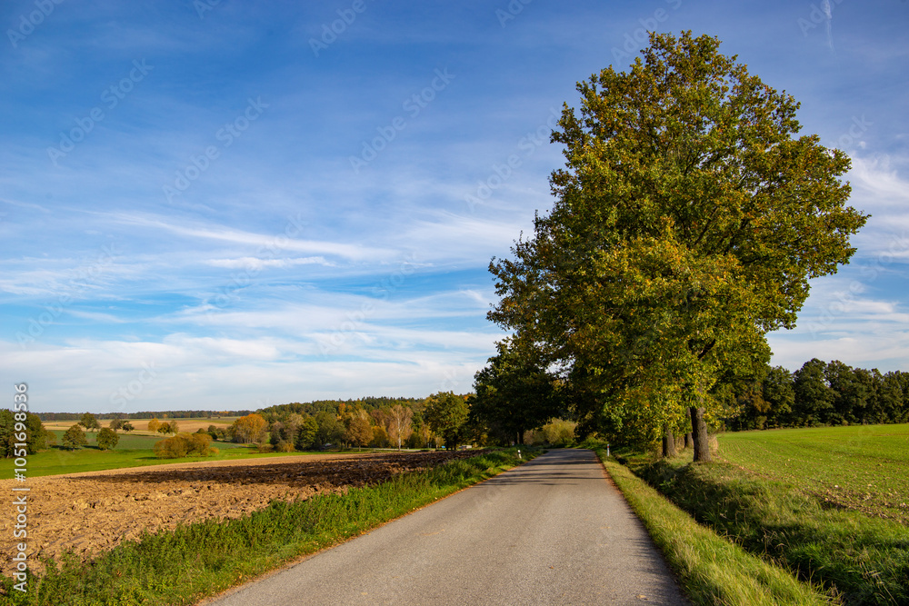 A road passes through fields in autumn. Countryside.