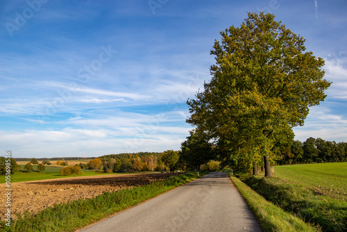 A road passes through fields in autumn. Countryside.