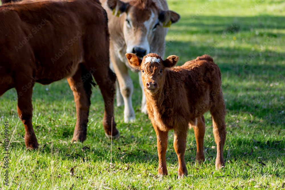 Cow and calf in a pasture.