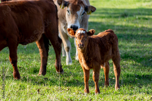 Obraz na płótnie Cow and calf in a pasture. w salonie
