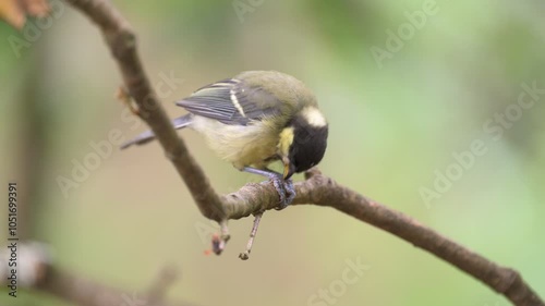 Bird chick eating. Great tit (Parus major)
