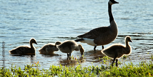 goslings with mom