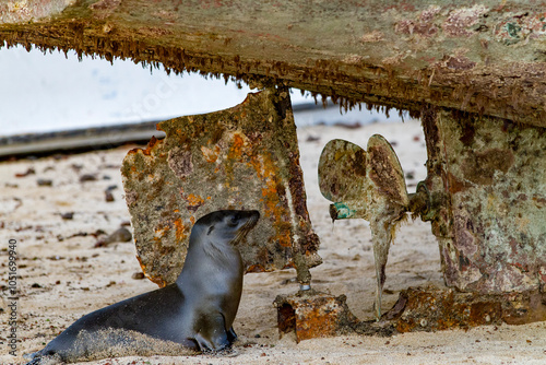 Galapagos sea lion (Zalophus wollebaeki) pup inspects a fishing boat on the beach on San Cristobal Island, Galapagos, UNESCO World Heritage Site, Ecuador, South America