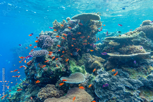 A myriad of hard and soft corals, as well as tropical reef fish at Vatu-I-Ra Conservation Park on Viti Levu, Fiji, South Pacific, Pacific
