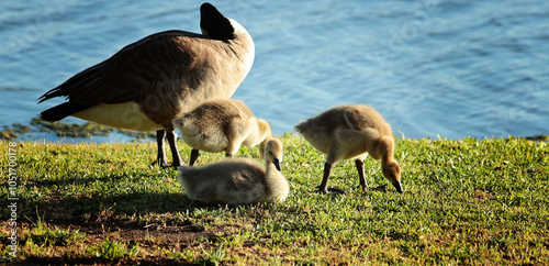 goslings napping