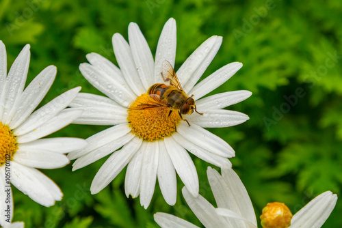 Macro view of insect on a daisy flower from the trail of Diana's Peak National Park on Saint Helena, South Atlantic Ocean photo