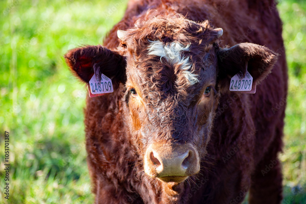 A close-up portrait of a cow grazing in a pasture.