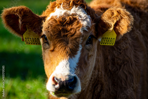 Obraz na płótnie A close-up portrait of a cow grazing in a pasture. w salonie