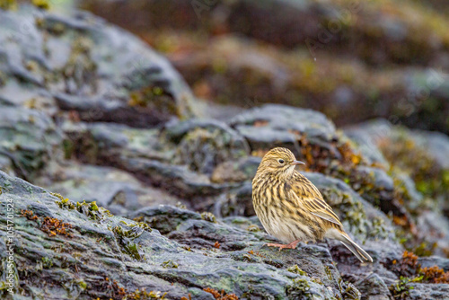 Adult South Georgia Pipit (Anthus antarcticus) feeding at low tide on Prion Island, Bay of Isles, South Georgia, Polar Regions photo