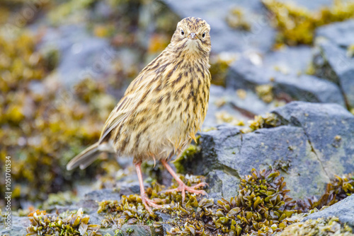 Adult South Georgia Pipit (Anthus antarcticus) feeding at low tide on Prion Island, Bay of Isles, South Georgia, Polar Regions photo