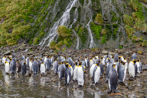 King penguins (Aptenodytes patagonicus) at breeding and nesting colony at Right Whale Bay, South Georgia, Polar Regions photo