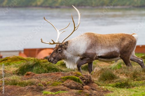 An adult bull introduced reindeer (Rangifer tarandus) before eradication in Stromness Bay, South Georgia, Polar Regions