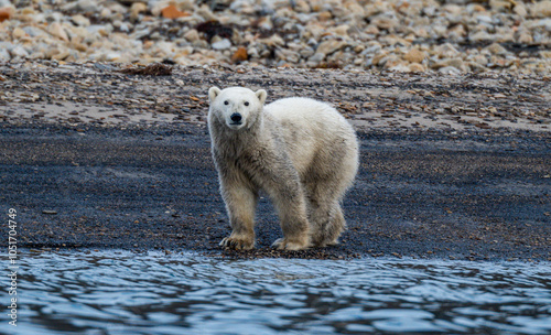 Polar bear (Ursus Maritimus) on Axel Heiberg island, Nunavut, Canadian Arctic, Canada, North America photo