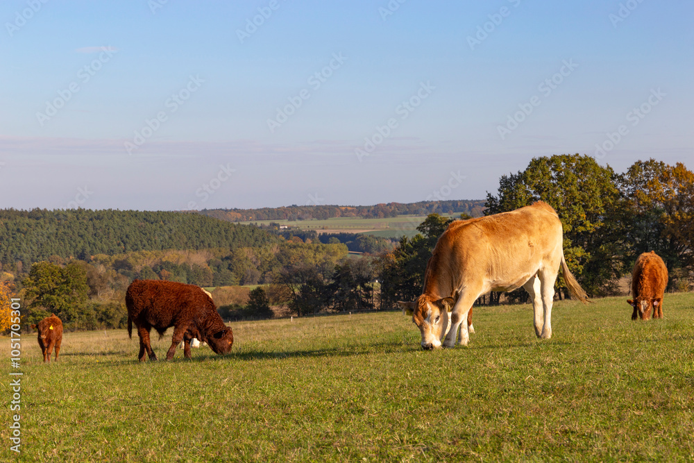Cows is grazing in a pasture on an autumn day.