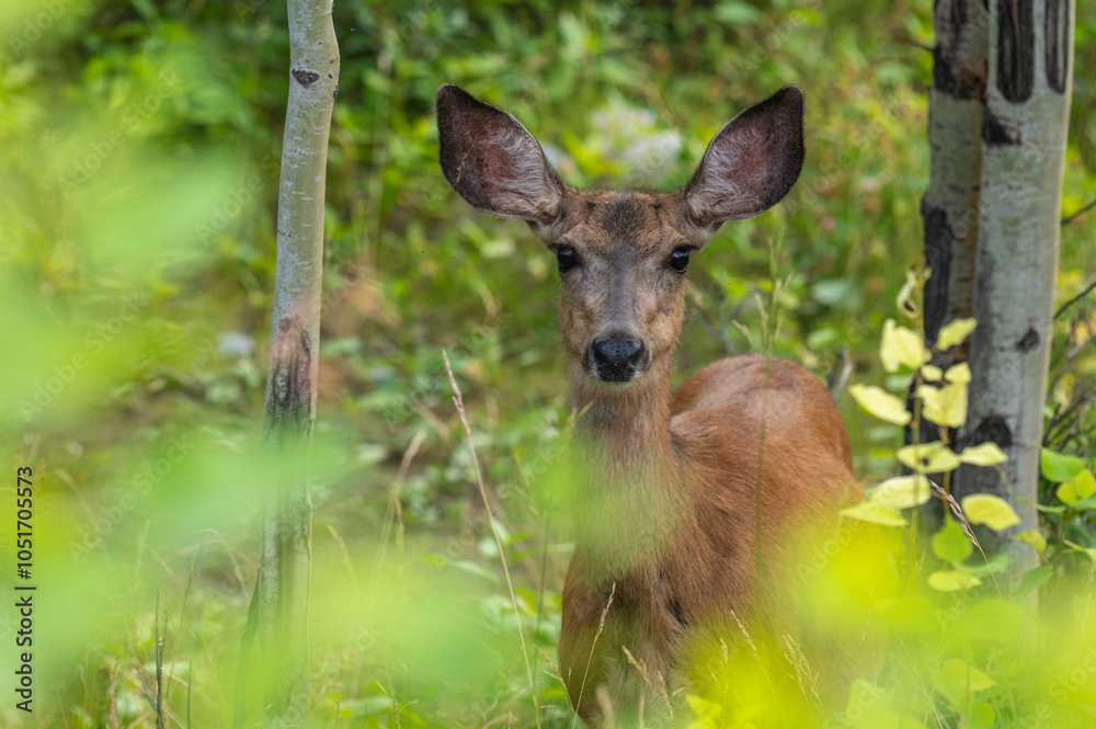 Mule Deer Doe (Odocoileus hemionus) in the summer forest, Kananaskis, Alberta, Canada, North America Mule Deer Doe (Odocoileus hemionus) in the summer forest, Kananaskis, Alberta, Canada, North America