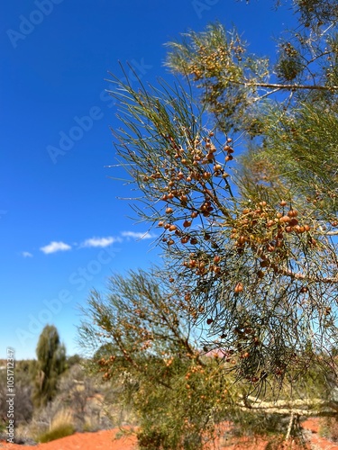 Desert Plants in Uluru