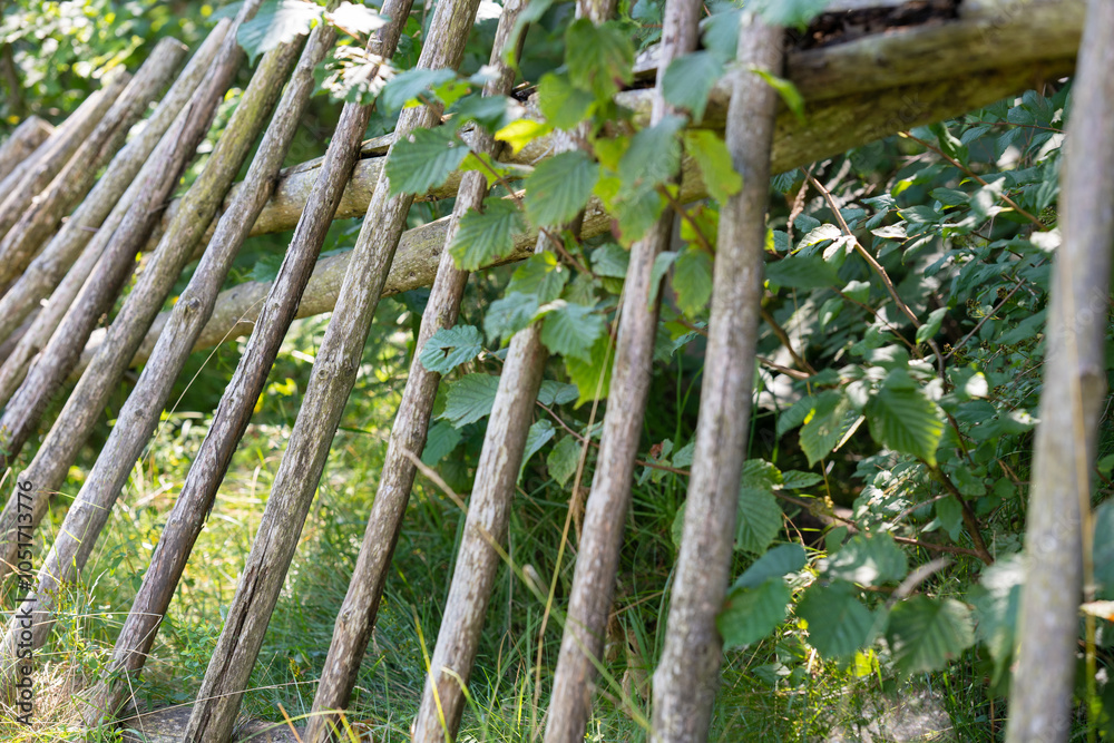 Simple wooden fence structure with green leaves in a natural setting during daylight hours. Damaged rustic fence made of wooden branches Simple wooden fence structure with green leaves in a natural setting during daylight hours. Damaged rustic fence made of wooden branches