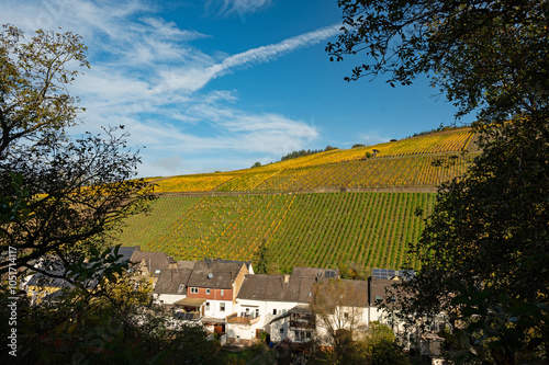 view to the vineyards around the village Enkirch in the river moselle valley in Germany in autumn photo