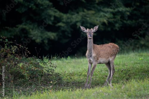 Red Deer - Cervus elaphus, large beautiful iconic animal from European forests and meadows, White Carpathians, Slovakia.