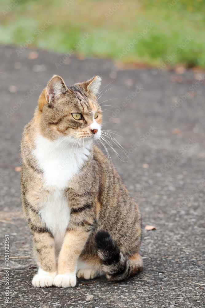 野良猫