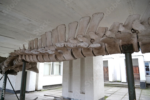 Big grey skeleton of big blue whale. Whale spine. Real whale bones. Balaenoptera photo