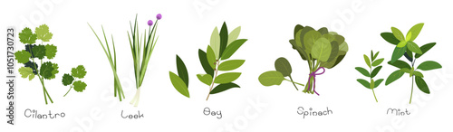 Cartoon cooking herbs garden. Bay leaf, coriander, parsley, mint, spinach, cilantro, leek.  Set of popular culinary kitchen herbs vector flat illustration isolated on white. Collection of green herbs 