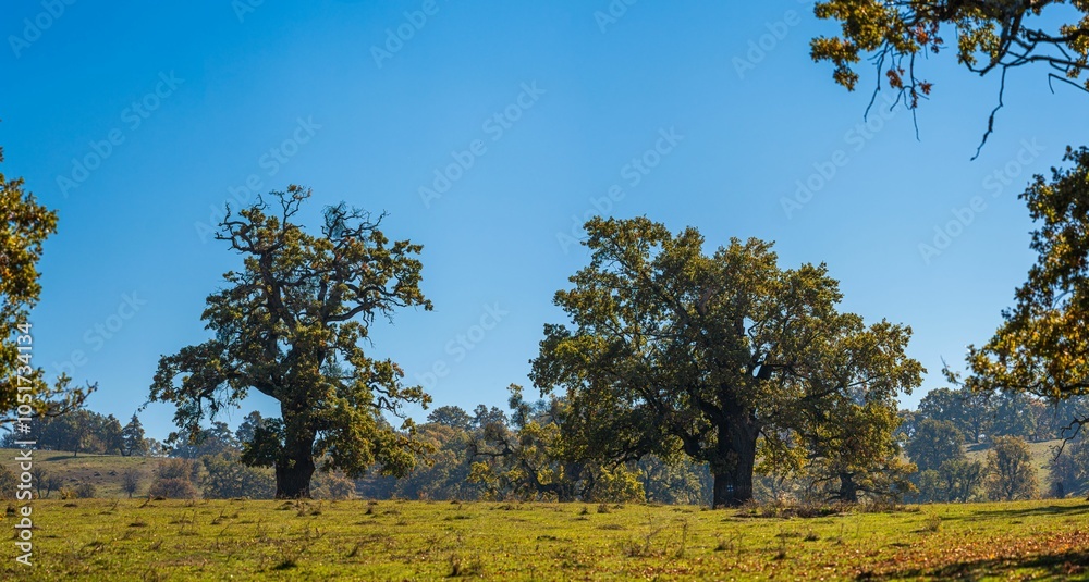 Fototapeta premium Two Oak Trees in a Grassy Field