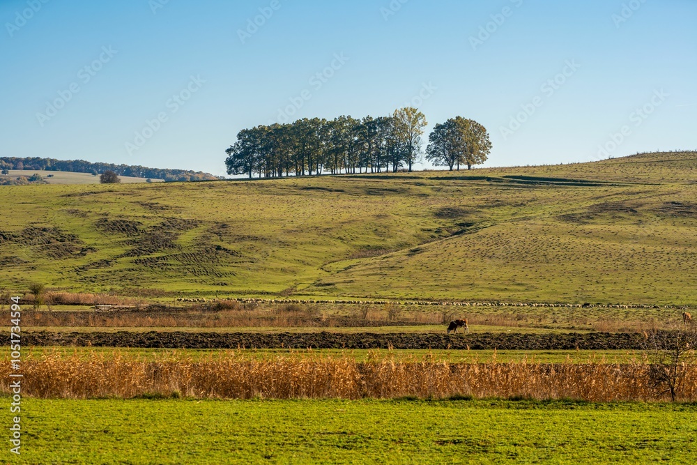 Fototapeta premium Rural landscape with trees on a hillside