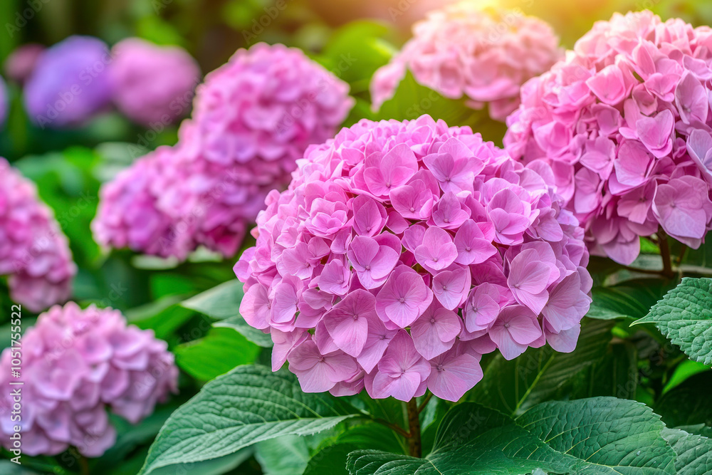 Hydrangea macrophylla, Hortensia flowers field blooming in natural garden background. Hydrangea macrophylla, Hortensia flowers field blooming in natural garden background.