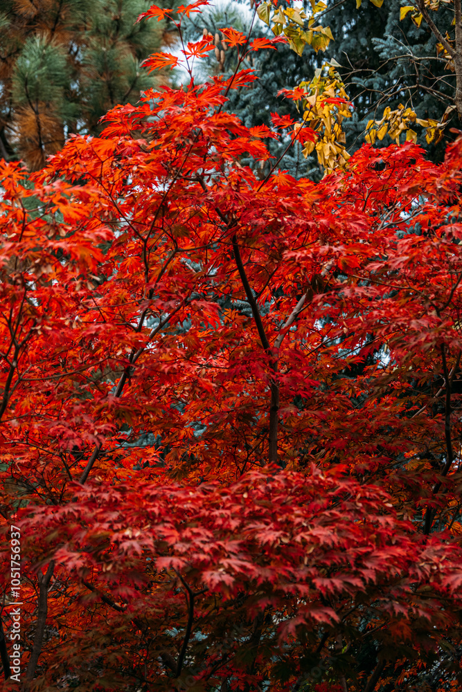 Bright red Acer japonicum leaves in autumn forest. Japanese maple fall foliage, nature background, seasonal colors in natural setting Bright red Acer japonicum leaves in autumn forest. Japanese maple fall foliage, nature background, seasonal colors in natural setting