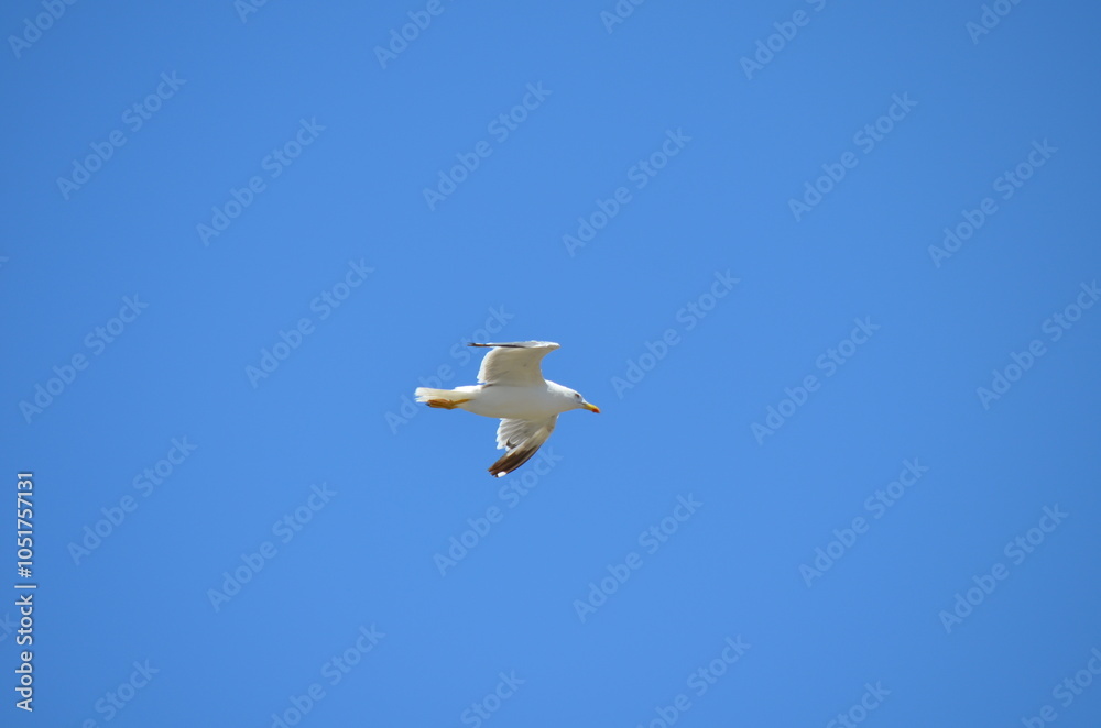 Obraz premium A single seagull gliding gracefully through the clear blue sky over Essaouira, representing the freedom and natural beauty of this coastal town's wildlife 