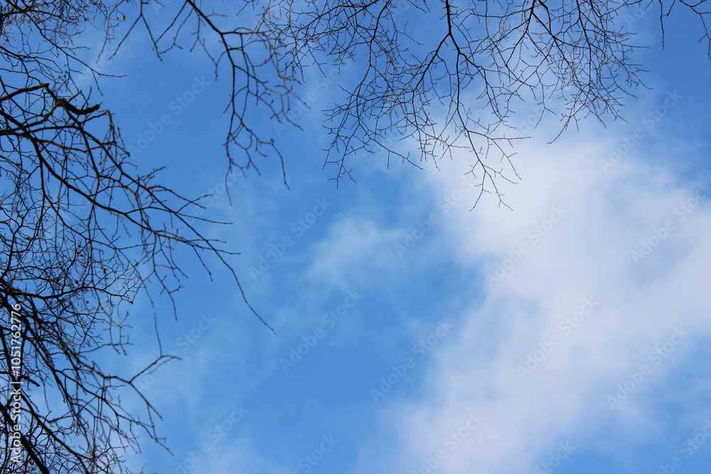 Obraz premium Serene Sky View Through Bare Tree Branches Framing a Bright Blue Background