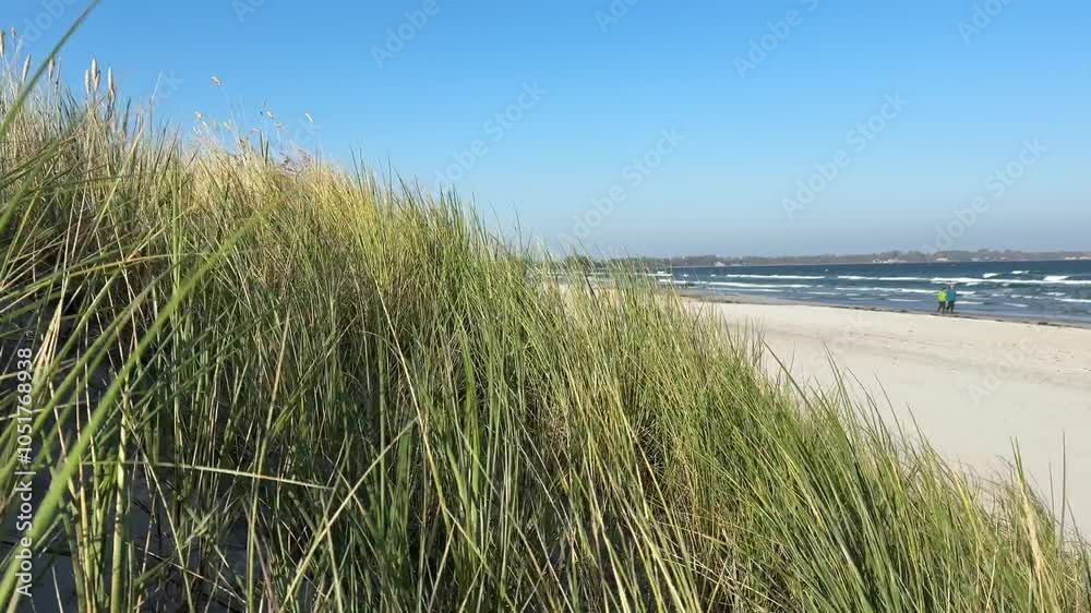 grass dune on the beachin the wind, ruegen baltic sea 4k grass dune on the beachin the wind, ruegen baltic sea 4k