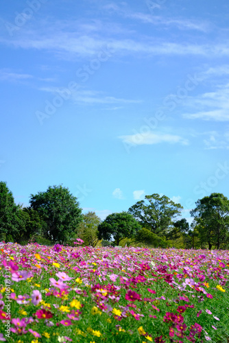 Wallpaper Mural 秋晴れの下で咲く満開のコスモス Torontodigital.ca