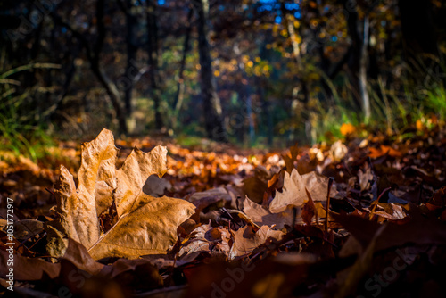 Autumn scene in the forest with foliage covering the footpath in Mastenbos, Kapellen photo