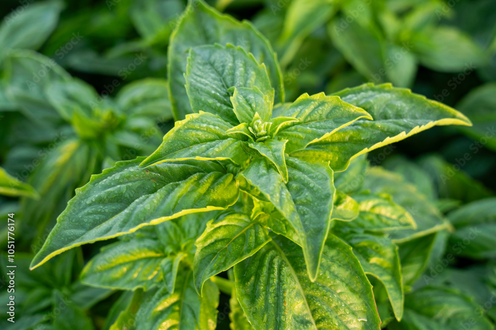 close up side shot of a basil plant in the middle of a basil field in spain