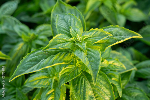 close up side shot of a basil plant in the middle of a basil field in spain