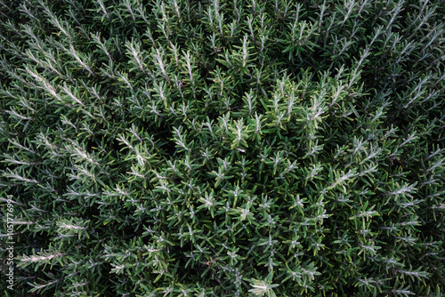 Fresh Thyme Herb - Aromatic Green Plant for Cooking, Seasoning & Natural Garden Decor