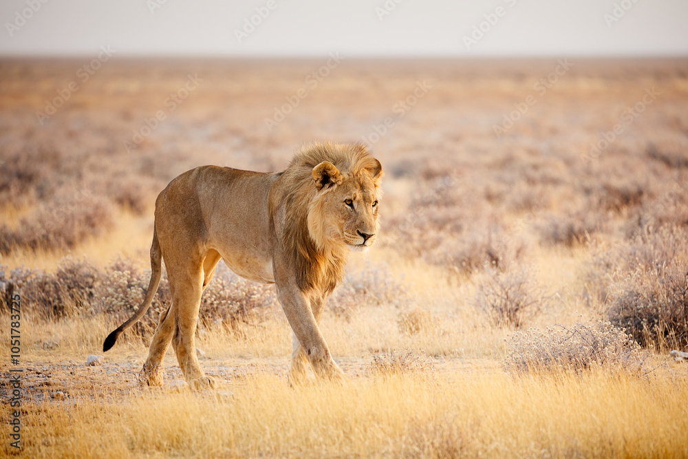 Namibian Safari Adventure: Wildlife Encounters with Giraffes, Elephants, Rhinos, Whale Namibian Safari Adventure: Wildlife Encounters with Giraffes, Elephants, Rhinos, Whale