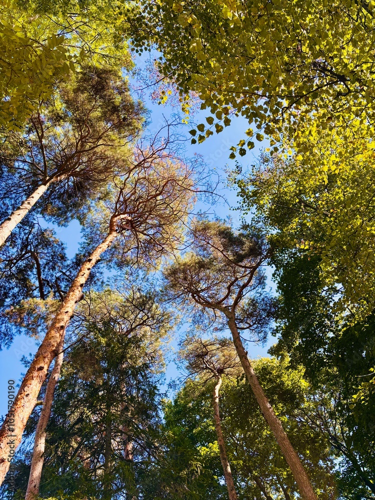 Obraz premium trees in the autumn