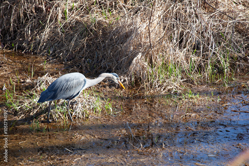 Close-up of a Heron foraging for food along a riverbank, British Columbia, Canada photo