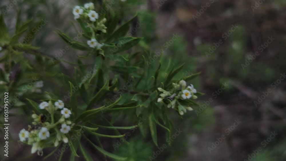 Whitish flower developing in summer Whitish flower developing in summer